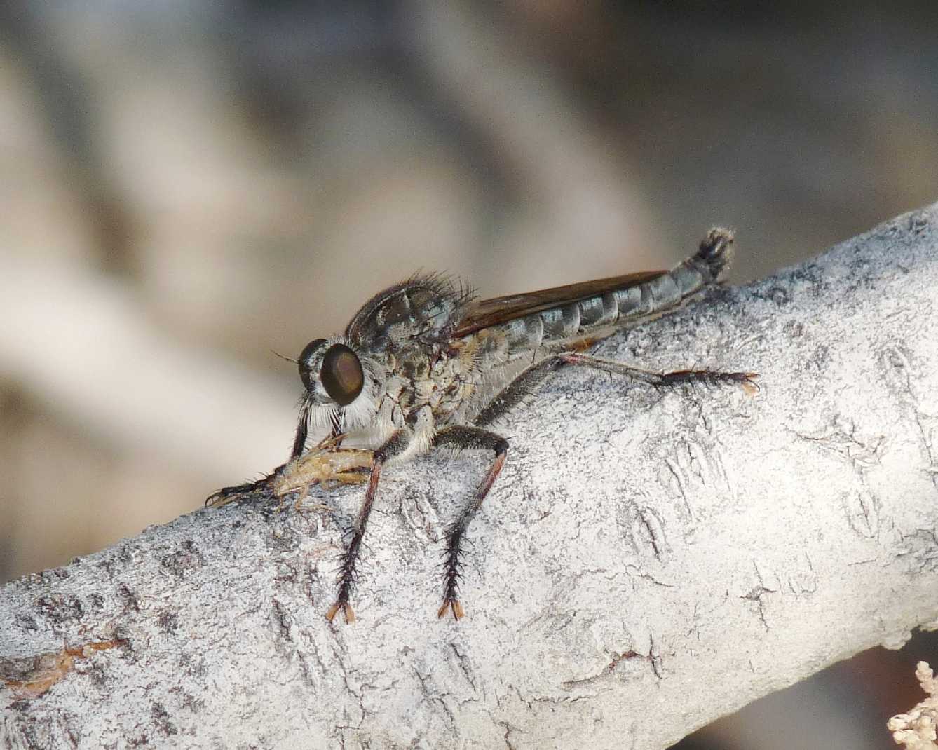 Galleria di insetti predatori e loro prede